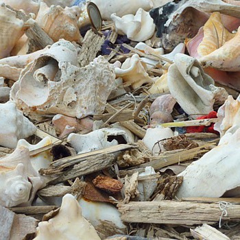 Conch Beach
