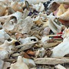 Conch Beach