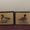 Seagard or Seagand ? Prints of Ducks 79 In Place or In Peace