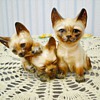 A couple cool cats