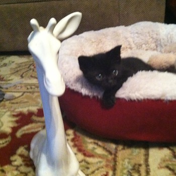 Bad Kitty
