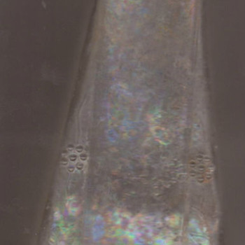 Antique Bitters Bottle