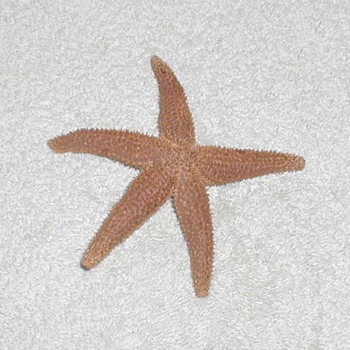 Starfish - Taxidermy - Animals