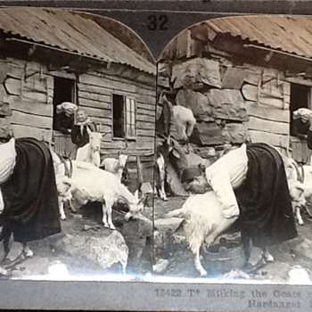 Milking the goats