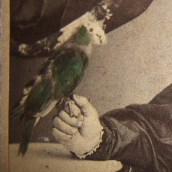 CDV of woman with a Parrot - Photographs