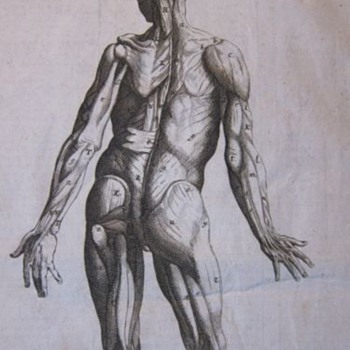 Early Anatomical Engraving (1760) - Posters and Prints