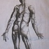 Early Anatomical Engraving (1760)