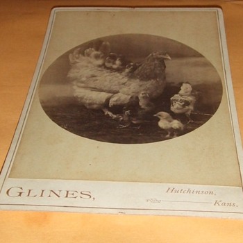 Cabinet card of hens and her chicks - Photographs