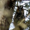 Collection of Long Eared Owl Pics