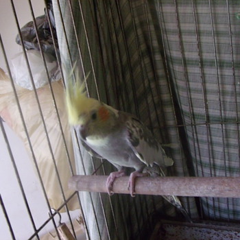 Tango The Bird - Animals