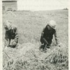 Down on the Farm