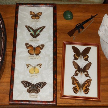 Butterfly Collections - Animals