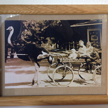 Cawston Ostrich Farm - Photographs