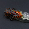 Ciccada brooch