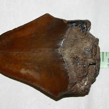 Megalodon tooth - Animals
