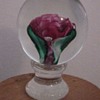 Melville Rose dated 1852