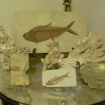 somethings kinda fishy around here - Animals