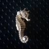 A lovely Seahorse