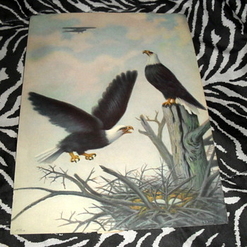 Vintage George Burton Drake Litho - Animals