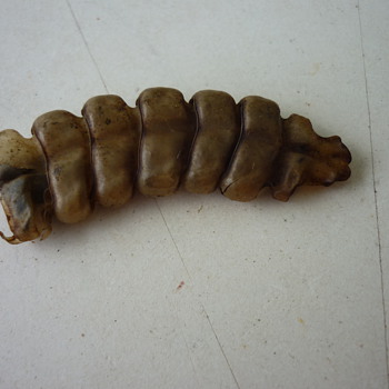Rattle-snake rattles - Animals