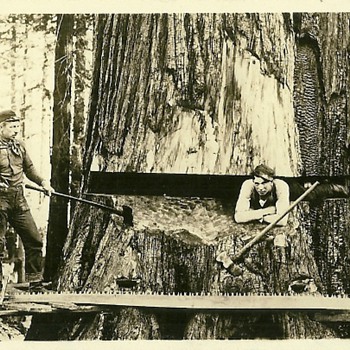 The Method of Falling Timber - Postcards