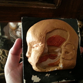 Anatomical Cast (1880 ca.) - Victorian Era