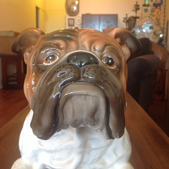Italian bulldog - Animals