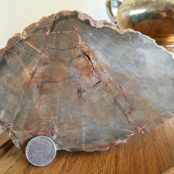Petrified Wood