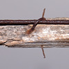 Barbed Wood Rail