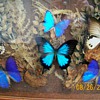 Butterflies from Ecuador I received 20 years ago as a gift or Flutterbys :-) 