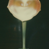 QUEZAL ART GLASS JACK-IN-THE-PULPIT FLOWER FORM VASE, circa 1905