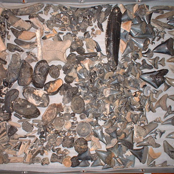 fossils,shark,whale,fish,teeth-ear bones,vertibrates++ - Animals
