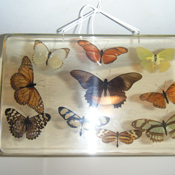 Vintage Stuffed Real Butterfly + Large acrilic display hanger - Animals