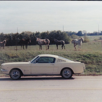 My first car Ford Mustang Fastback - Classic Cars