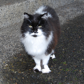 This is for Gumption My Twenty Year Old Cat - Animals
