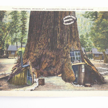 More of the California Redwoods