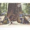 More of the California Redwoods
