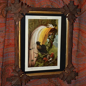 Old German Bird-of-Paradise Print Framed - Posters and Prints