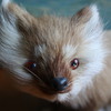 Fur Fox Figurine
