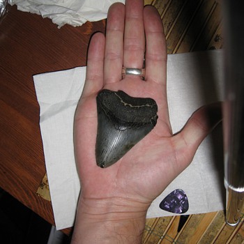 Megalodon Tooth Fossil - Animals