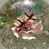 Another Paperweight!
