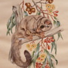 SUGAR GLIDER POSSUM - M.DAVIDSON