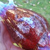 Late 1800s Antique Harrach Applied Lizards Glass Vase