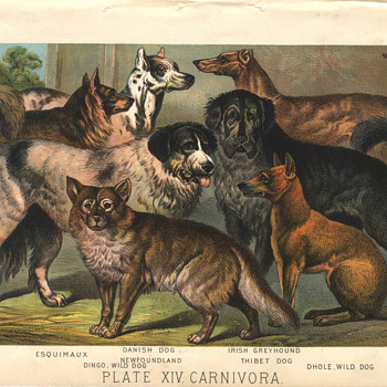 Chromolithograph dog print - Paper