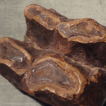 Large Fossil unknown - Animals