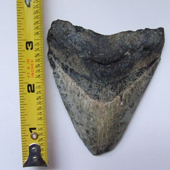 A rather large shark tooth