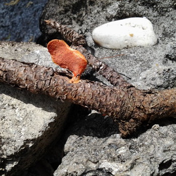 Definition of Folk Art as shown: a stick with fungus growing on it! lol - Folk Art