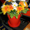Phillips 66 flowerpot