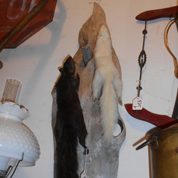 Yin-Yang Black and Albino Squirrel Display - Animals