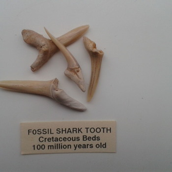 Fossil shark's teeth - Animals